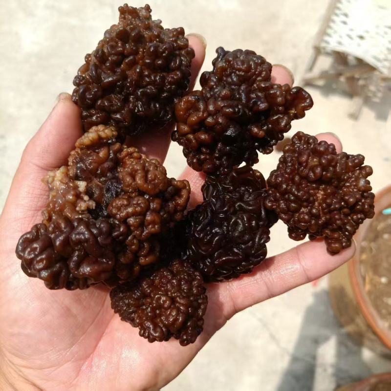 猴脑菌核桃菌自产自销种植场直发猴脑菇基地紧实猴脑菌核桃菌