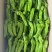 欧丽新900，精品小苏椒，