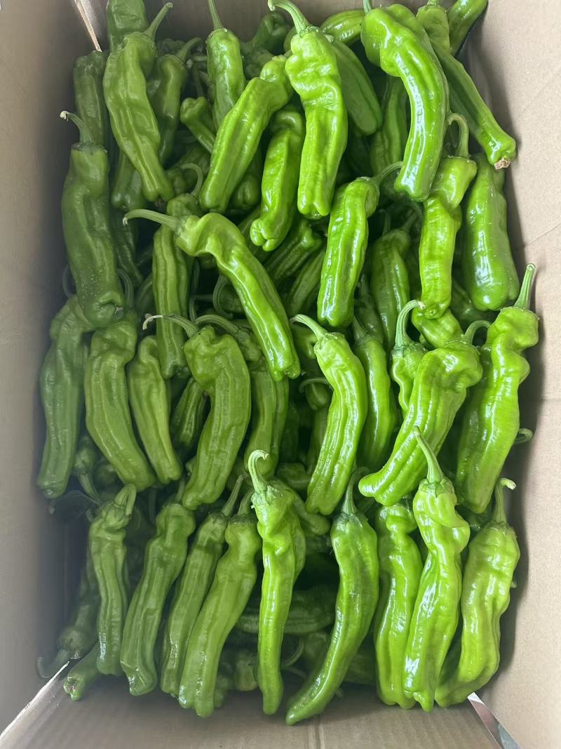 欧丽新900，精品小苏椒，