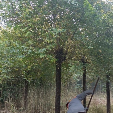 高杆金叶榆
