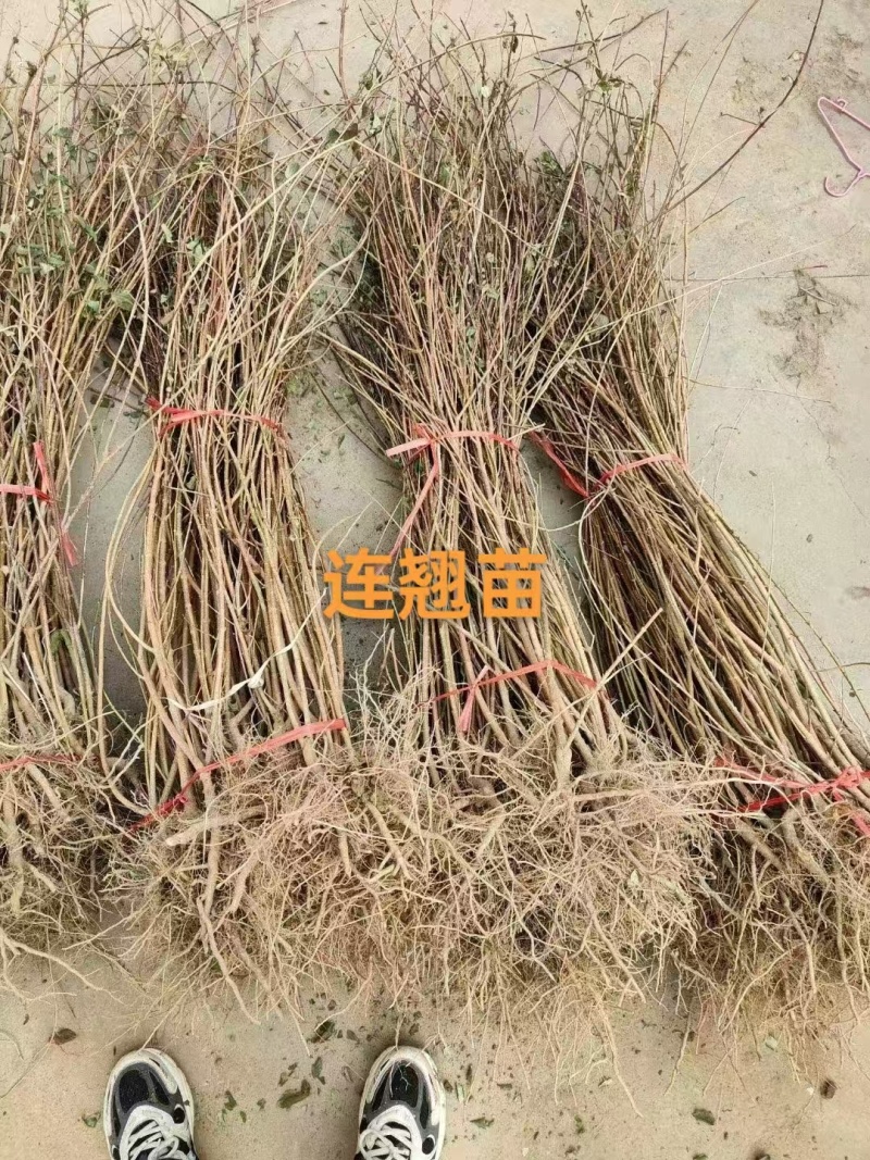 连翘苗