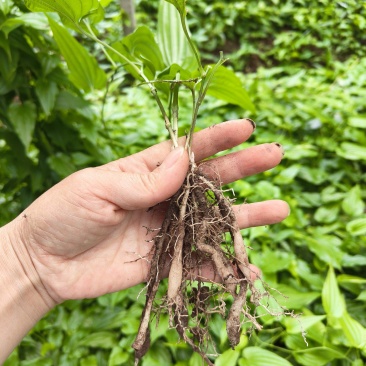 四川本地百部种苗，百部苗，产量好，易种植
