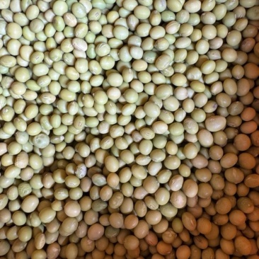 豆子青皮黄豆农家自产老品种天然25年新货过风机无杂质