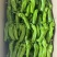 欧丽新900，精品小苏椒，薄皮小苏椒