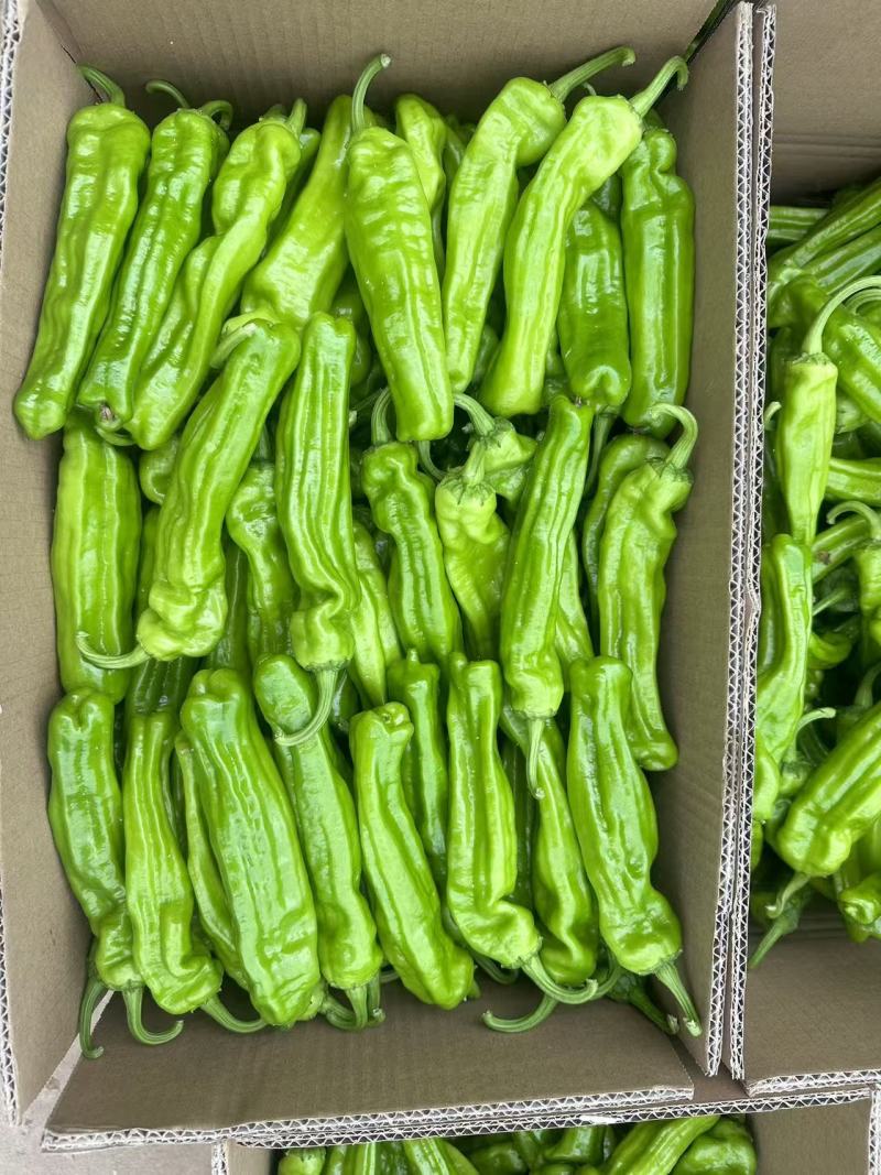欧丽新900，精品小苏椒，薄皮小苏椒