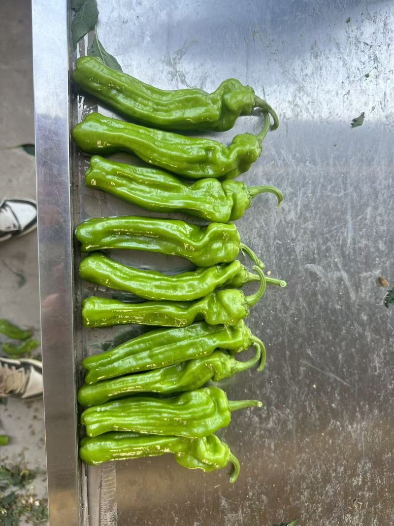 欧丽新900，精品小苏椒，薄皮小苏椒