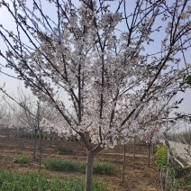 染井吉野基地，价格美丽，欢迎采购，早樱耐贫瘠土地！抗寒性