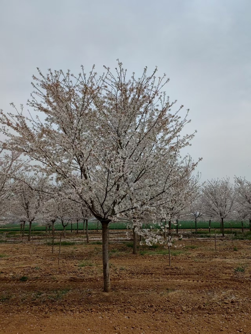 染井吉野基地，价格美丽，欢迎采购，早樱耐贫瘠土地！抗寒性