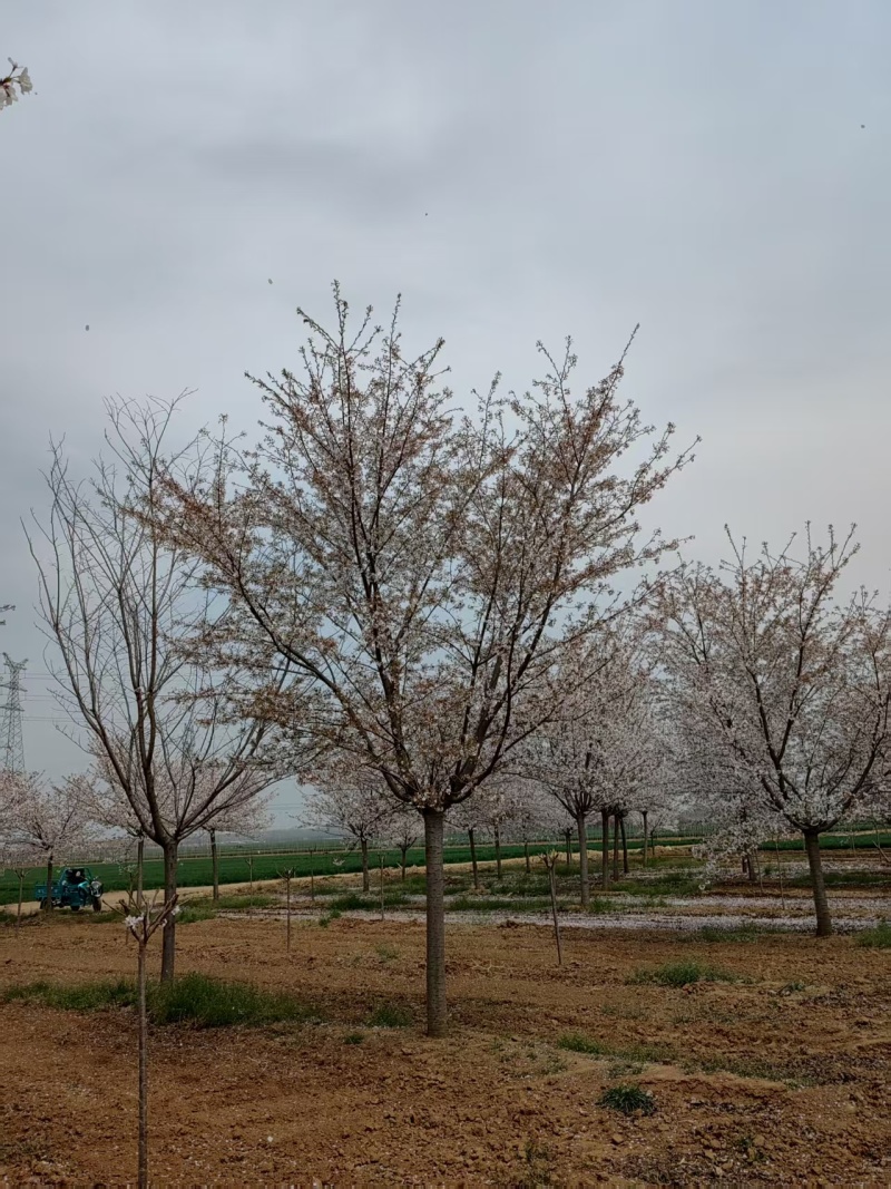 染井吉野基地，价格美丽，欢迎采购，早樱耐贫瘠土地！抗寒性