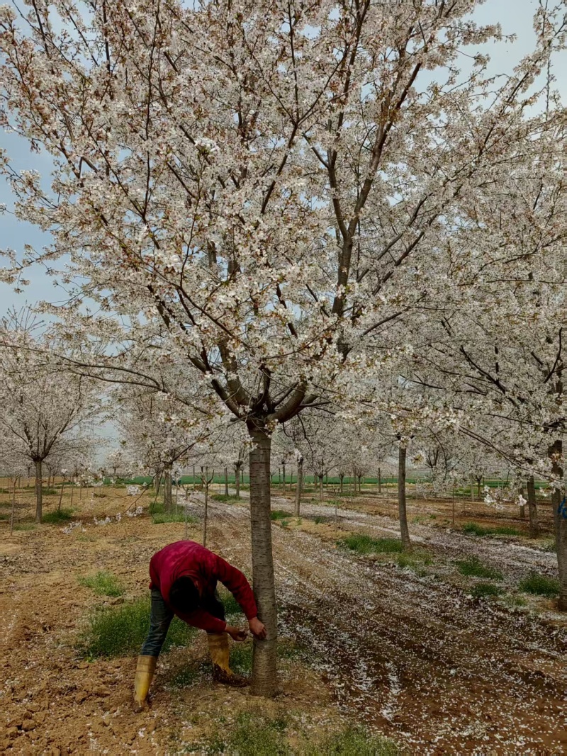 染井吉野基地，价格美丽，欢迎采购，早樱耐贫瘠土地！抗寒性