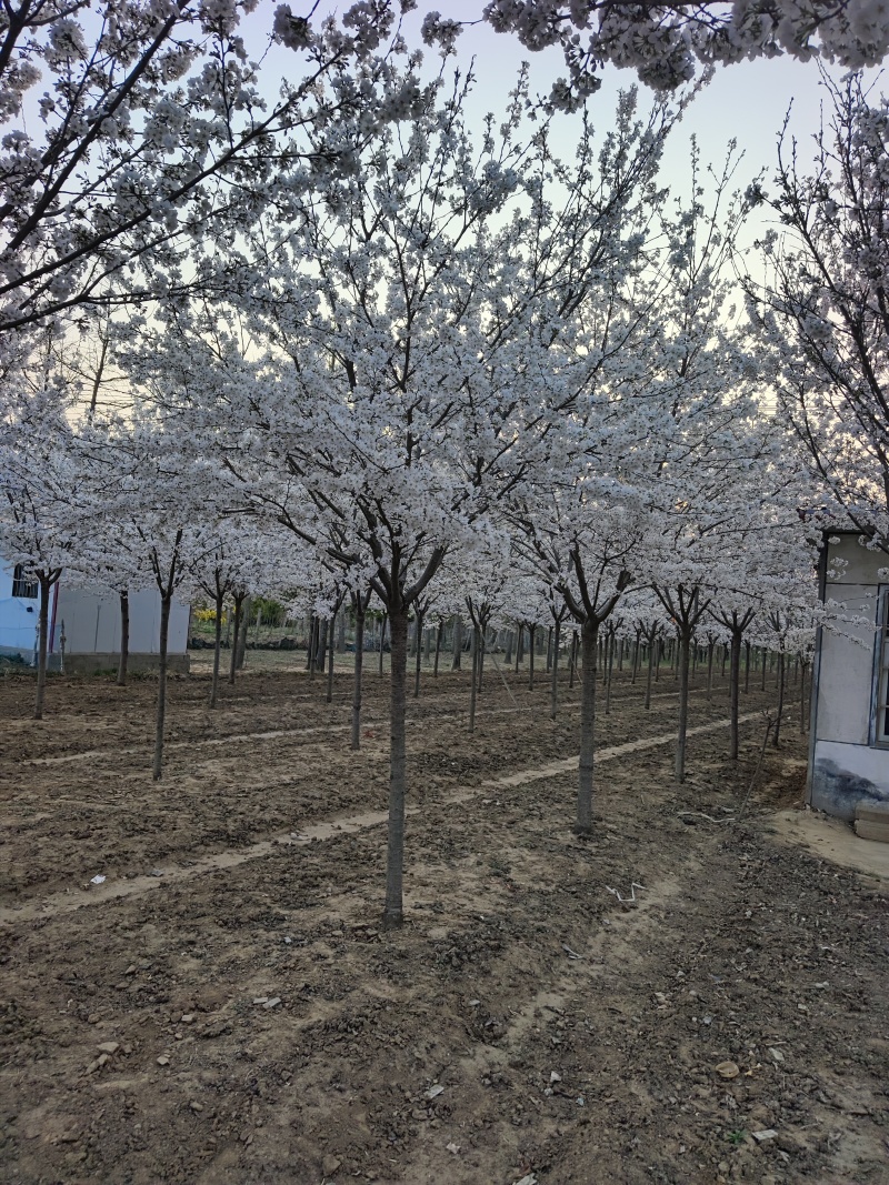 染井吉野基地，价格美丽，欢迎采购，早樱耐贫瘠土地！抗寒性