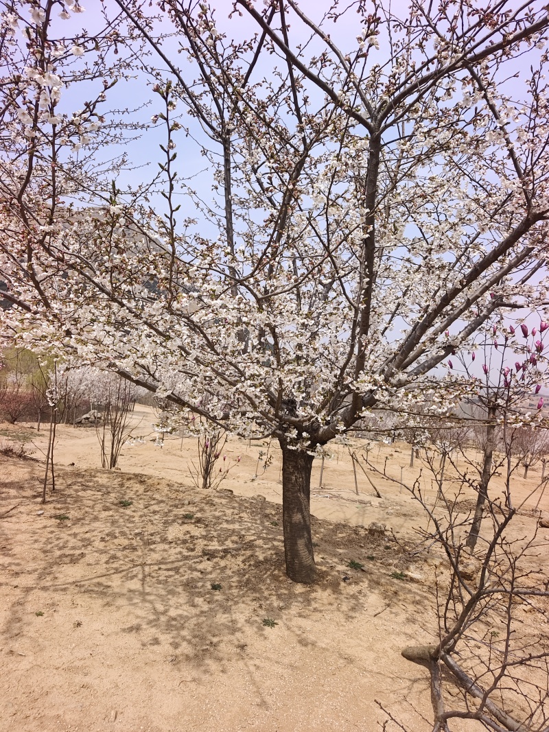 染井吉野基地，价格美丽，欢迎采购，早樱耐贫瘠土地！抗寒性