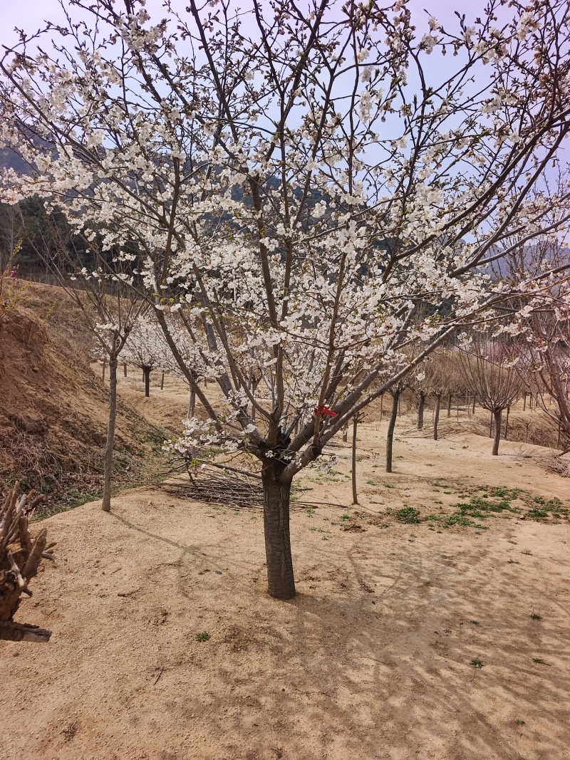 染井吉野基地，价格美丽，欢迎采购，早樱耐贫瘠土地！抗寒性
