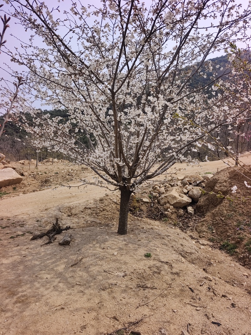 染井吉野基地，价格美丽，欢迎采购，早樱耐贫瘠土地！抗寒性