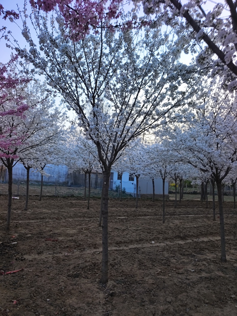 染井吉野基地，价格美丽，欢迎采购，早樱耐贫瘠土地！抗寒性