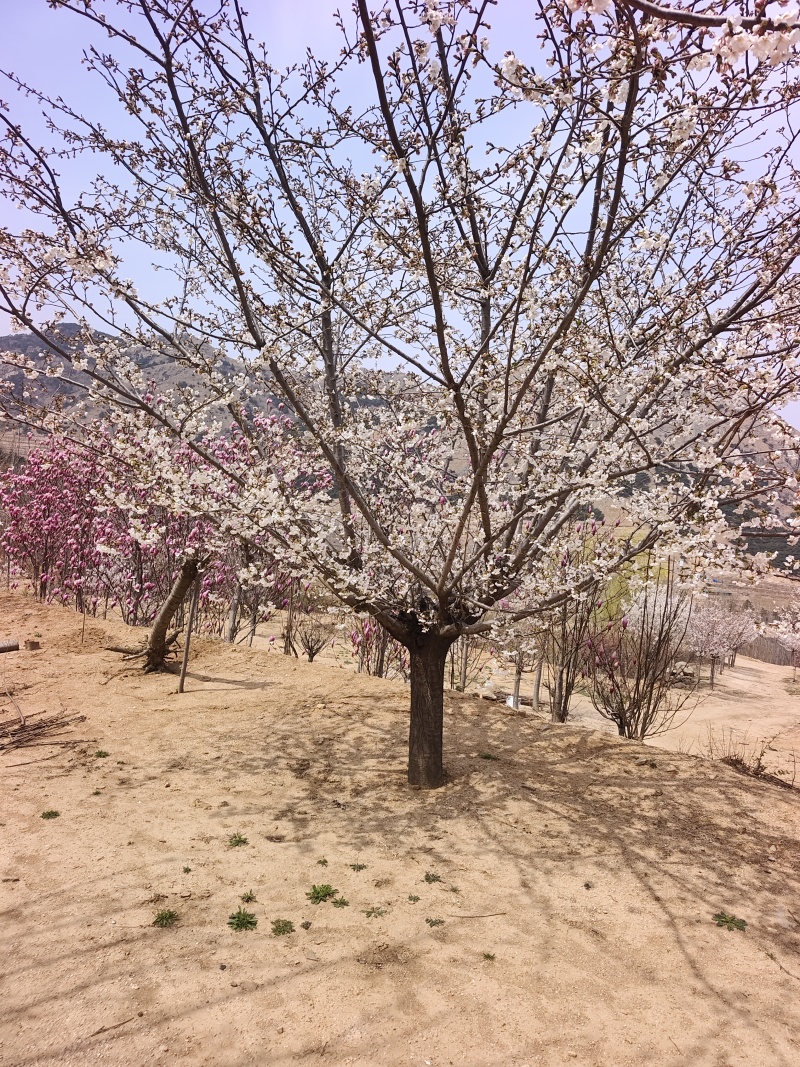 染井吉野基地，价格美丽，欢迎采购，早樱耐贫瘠土地！抗寒性