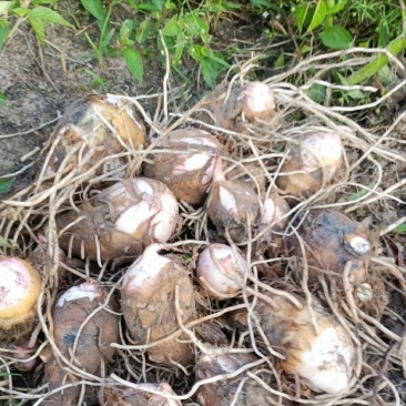 2025毛芋批发