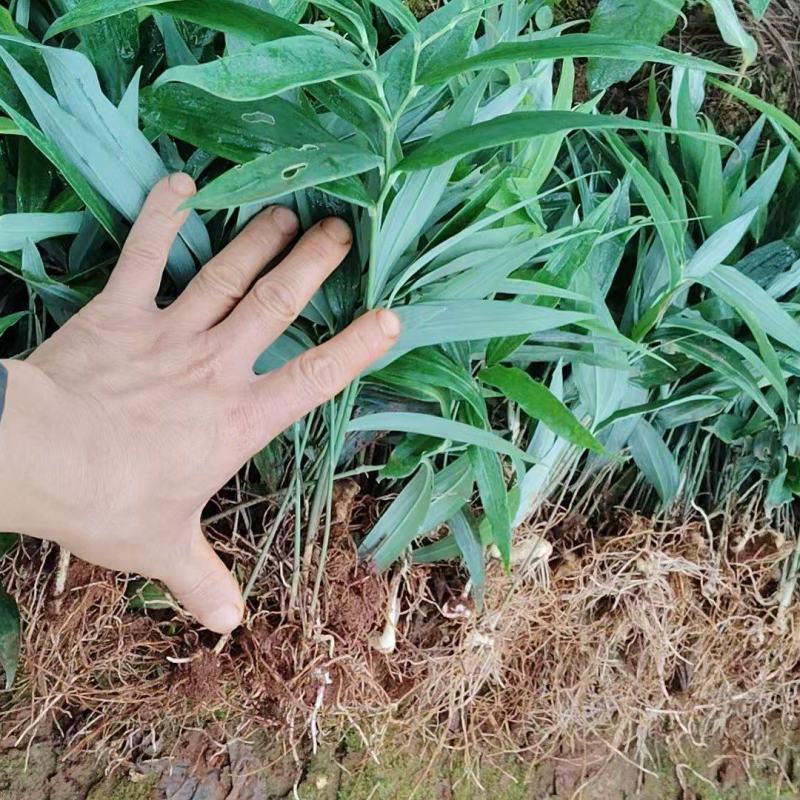 黄精籽育苗，老虎姜苗，黄姜苗产地直发欢迎联系