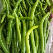精品线椒，泡椒，苏椒