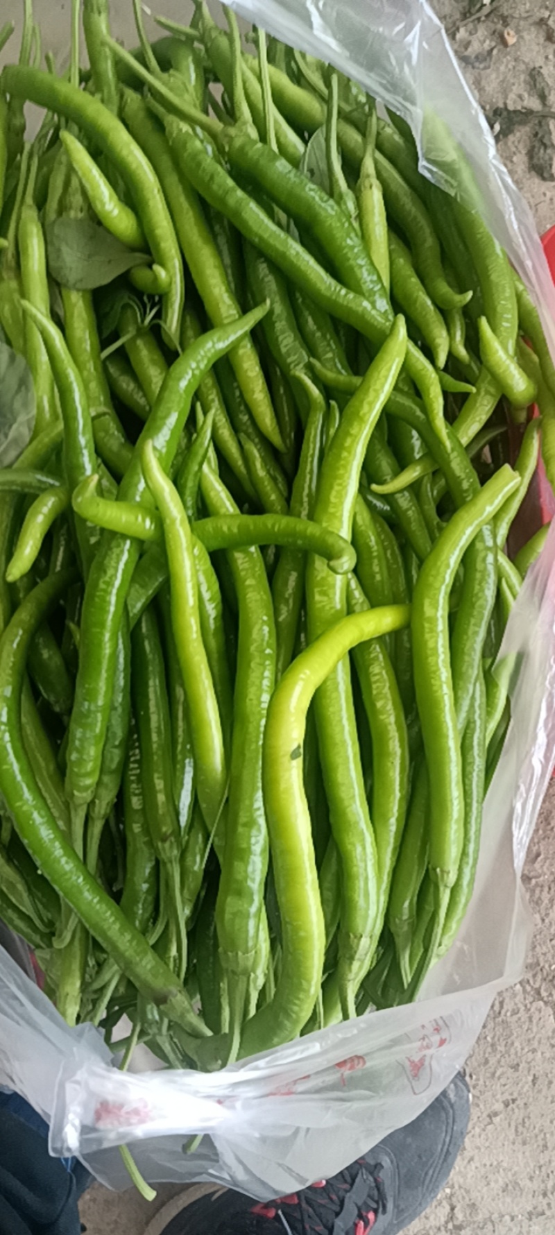 精品线椒，泡椒，苏椒
