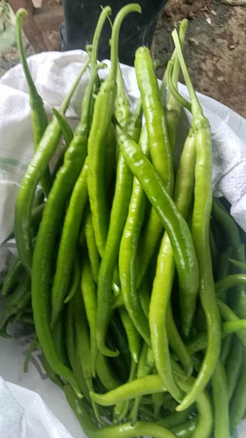 精品线椒，泡椒，苏椒