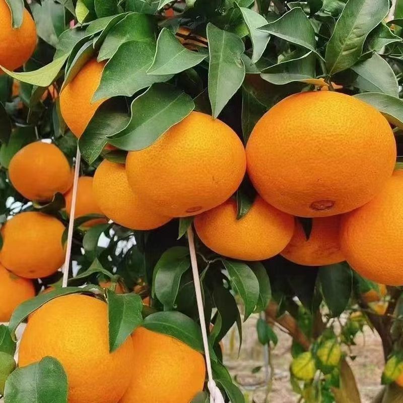 四川眉山爱媛果冻橙产地直发