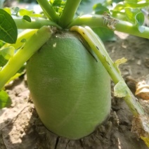 小青萝卜