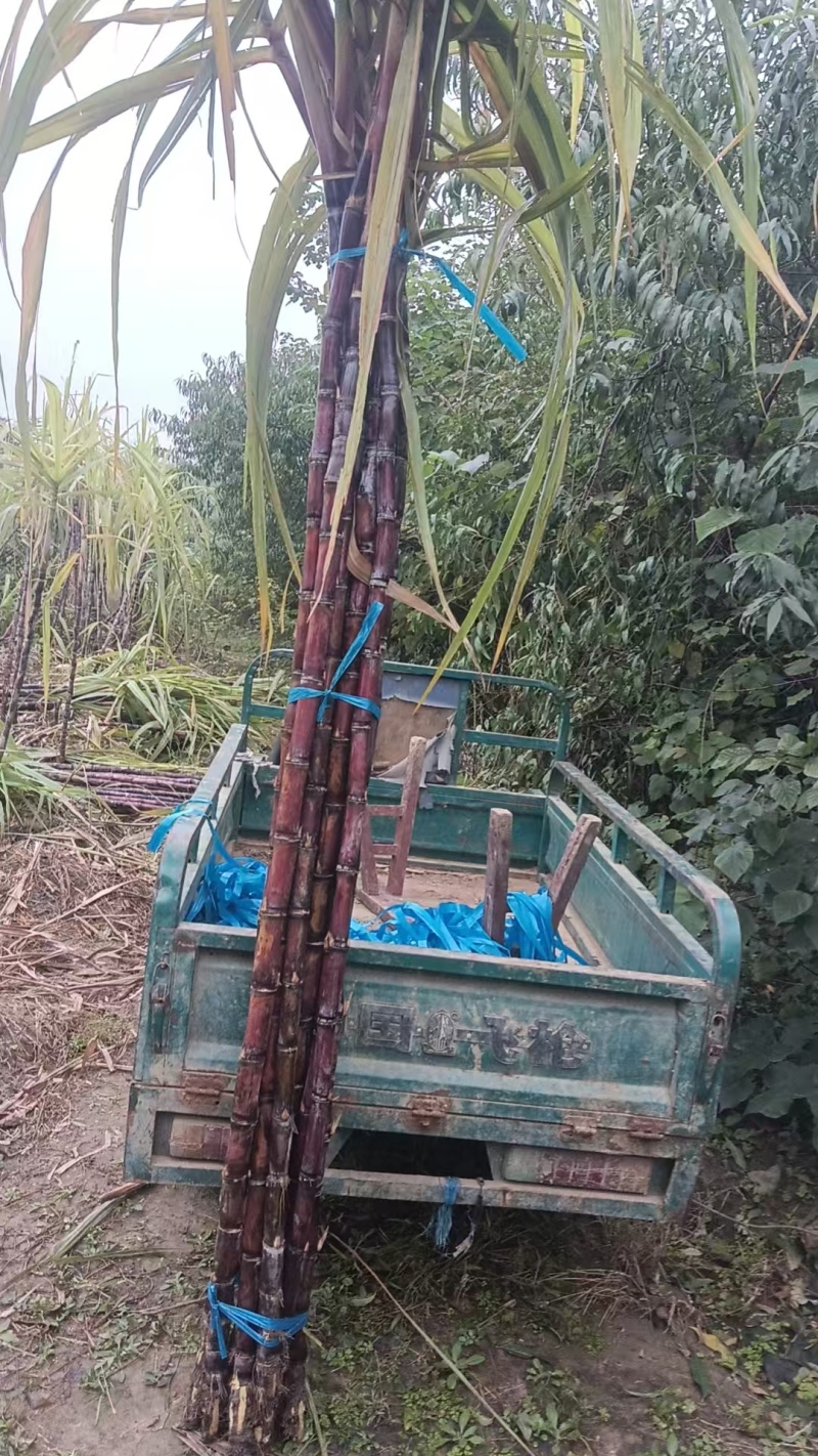 黑皮甘蔗
