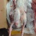 大鹅仔鹅冻品鹅