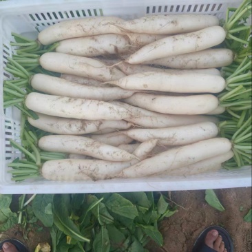 云南高山精品白萝卜