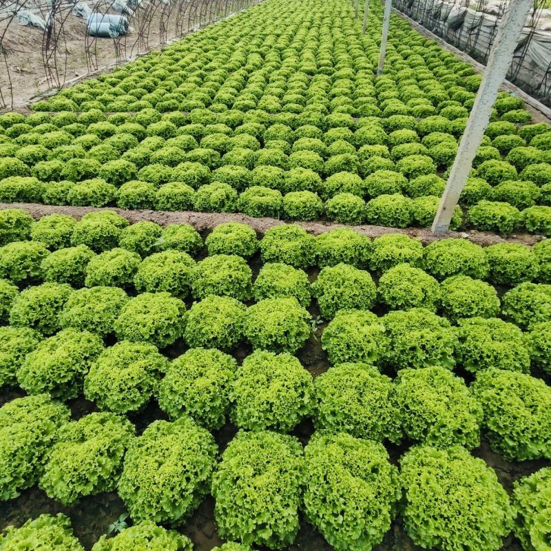 意大利散叶生菜，精品小颗！