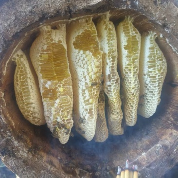 野生蜂蜜