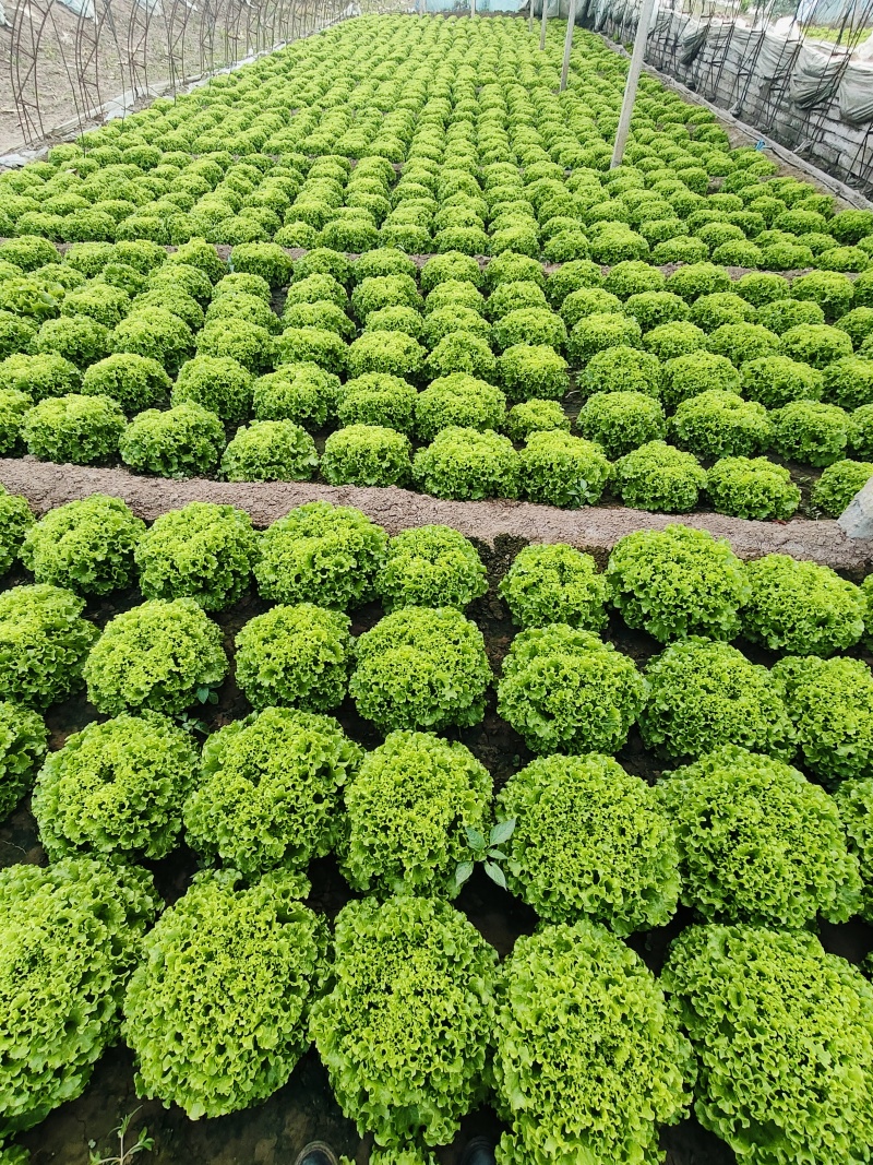 意大利散叶生菜，精品小颗！