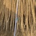 河南安阳双棒山药大量接单产地直发量大从优欢迎来电