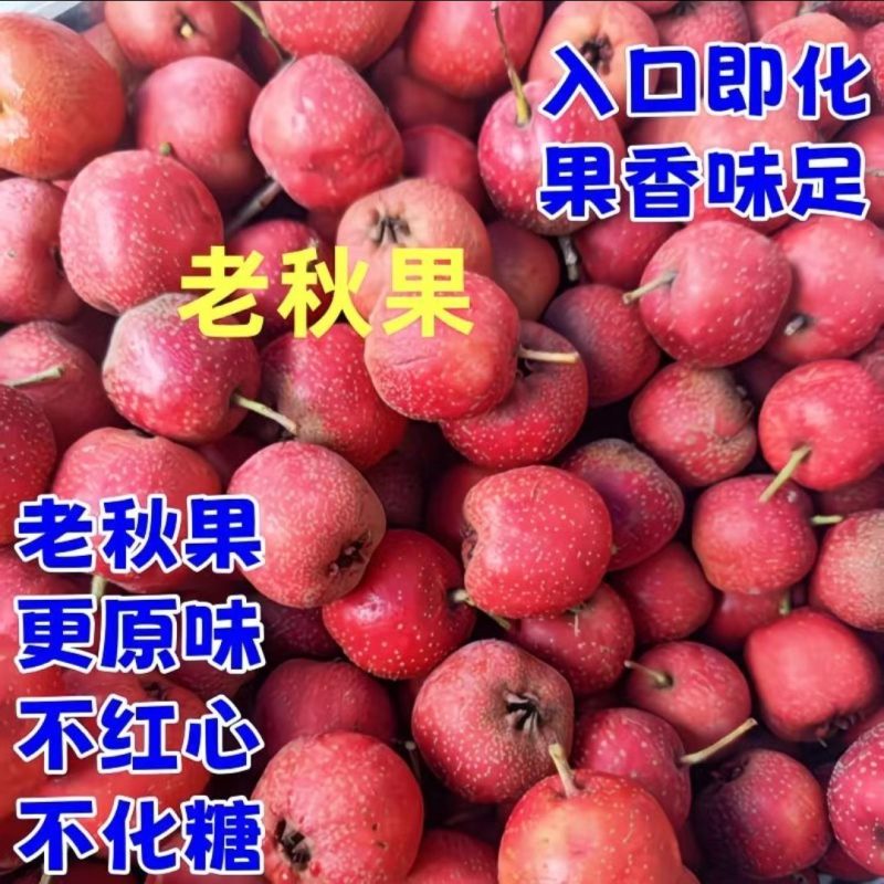 正宗承德秋果山楂，颜色鲜亮，酸甜可口，产地现摘一手货源