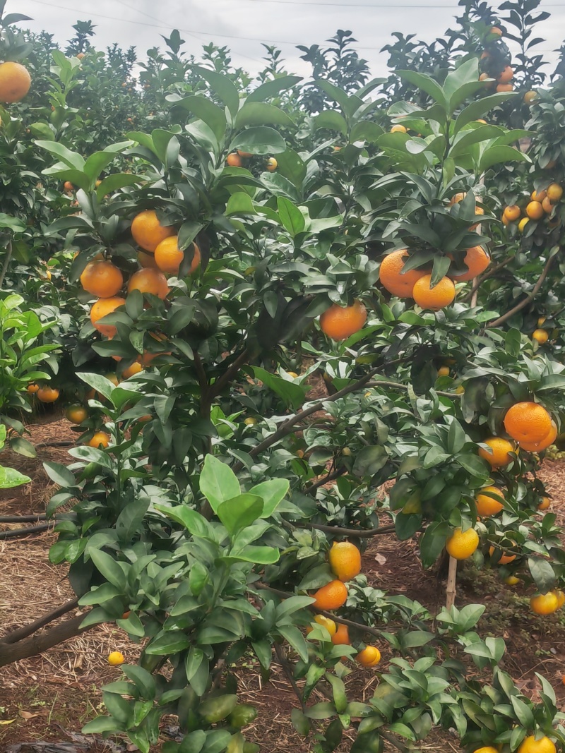 金秋沙糖桔