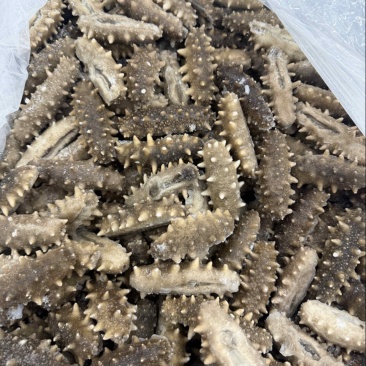 20头左右的大连鲜食口感的海参