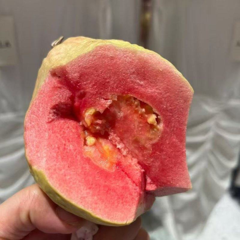 珍珠白西瓜红一件代发价格实在