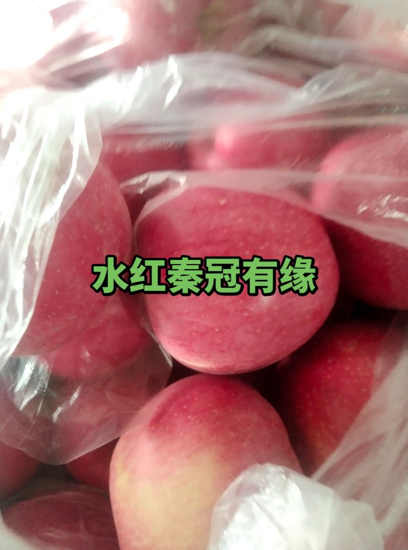 水红秦