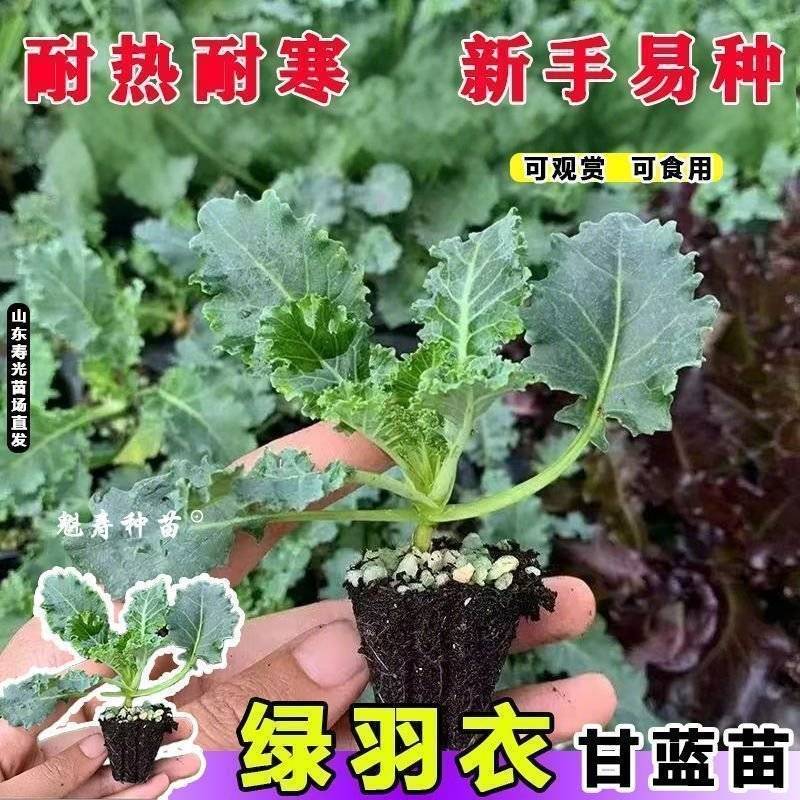 绿雨衣甘蓝苗，基地直发，不包邮