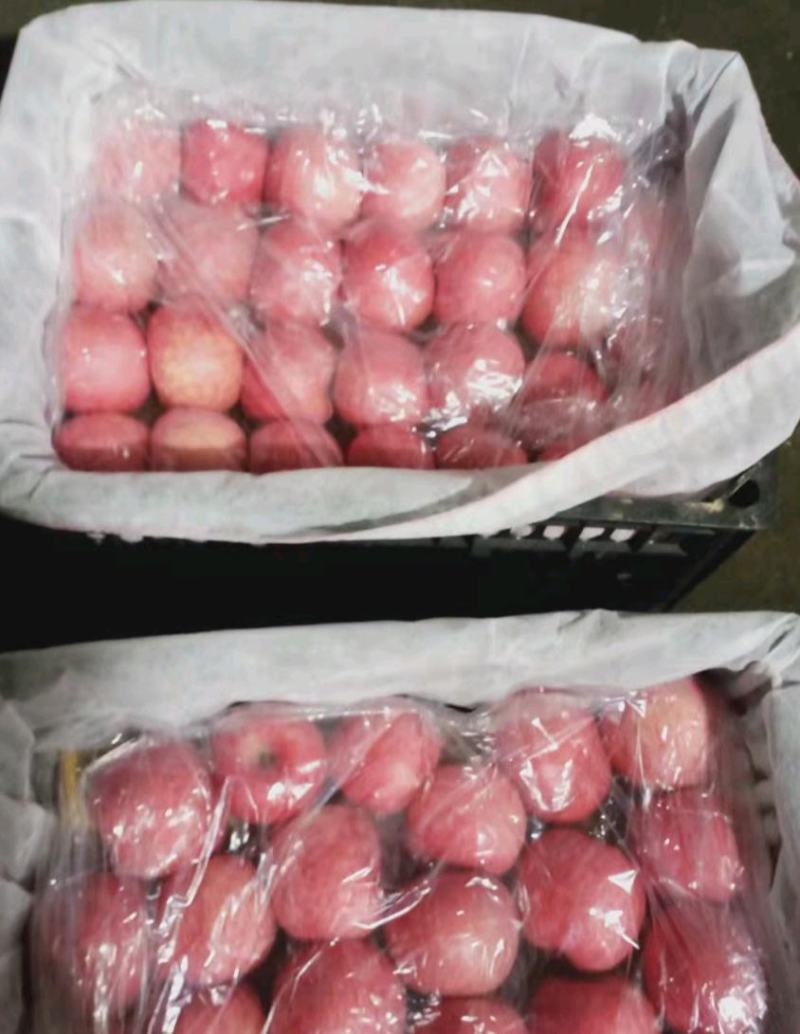 红富士苹果，粉红女士大量上市，产地直发，品质保证