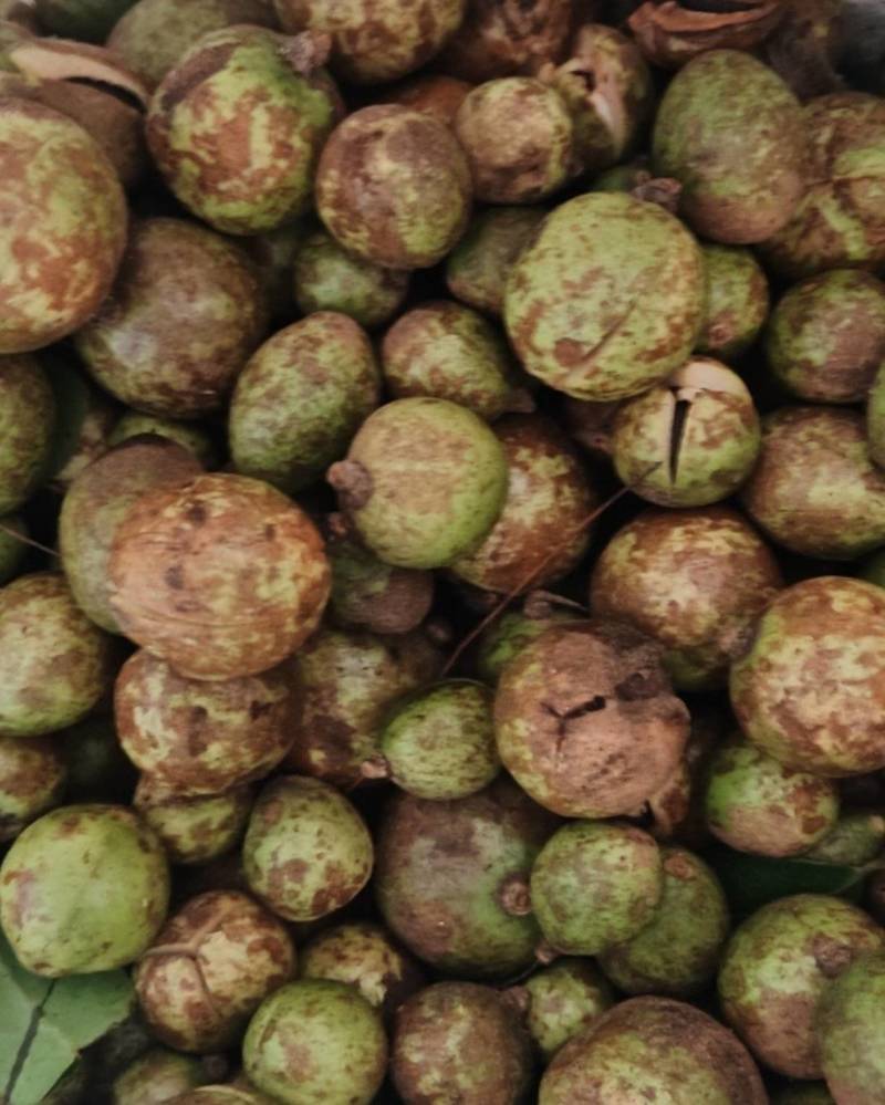 山油茶果