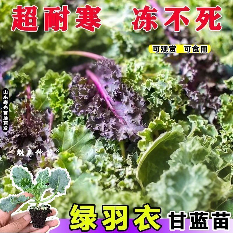 绿雨衣甘蓝苗，基地直发，不包邮