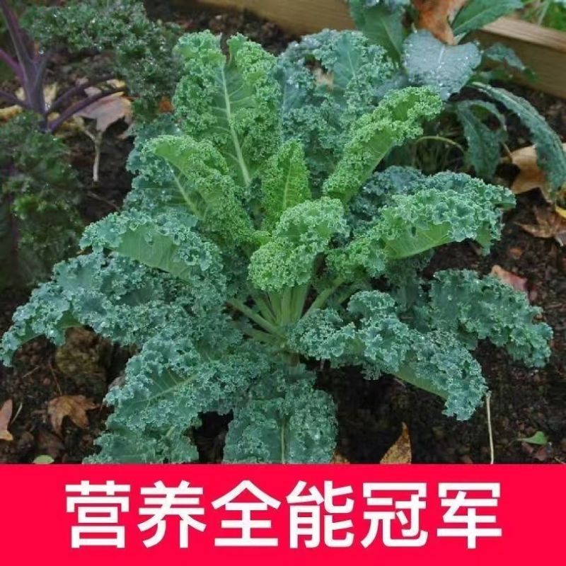 绿雨衣甘蓝苗，基地直发，不包邮