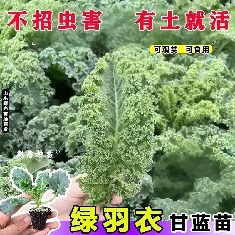 绿雨衣甘蓝苗，基地直发，不包邮