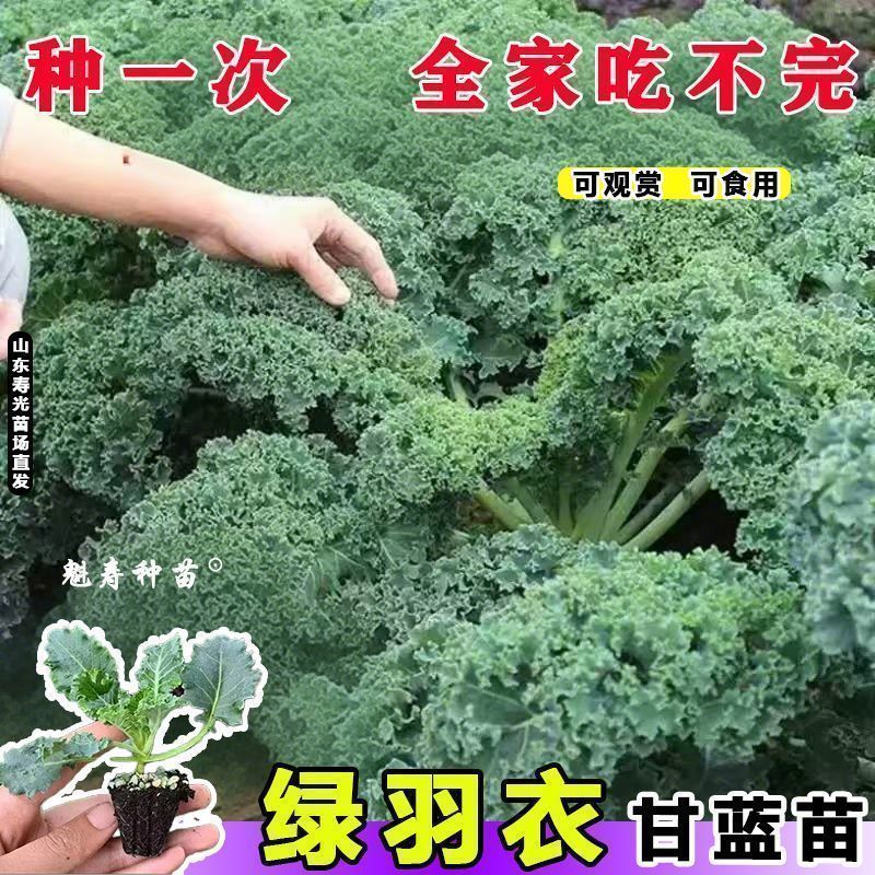 绿雨衣甘蓝苗，基地直发，不包邮