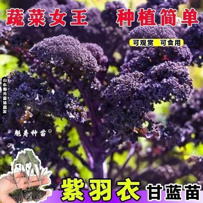 紫雨衣甘蓝苗吗基地直发，不包邮