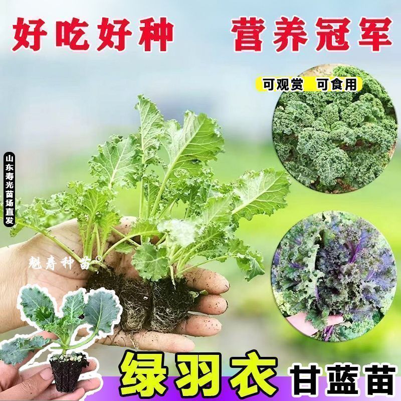 紫雨衣甘蓝苗吗基地直发，不包邮