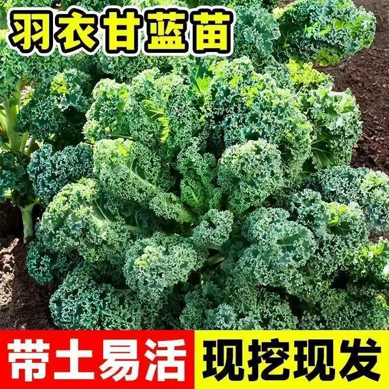 紫雨衣甘蓝苗吗基地直发，不包邮