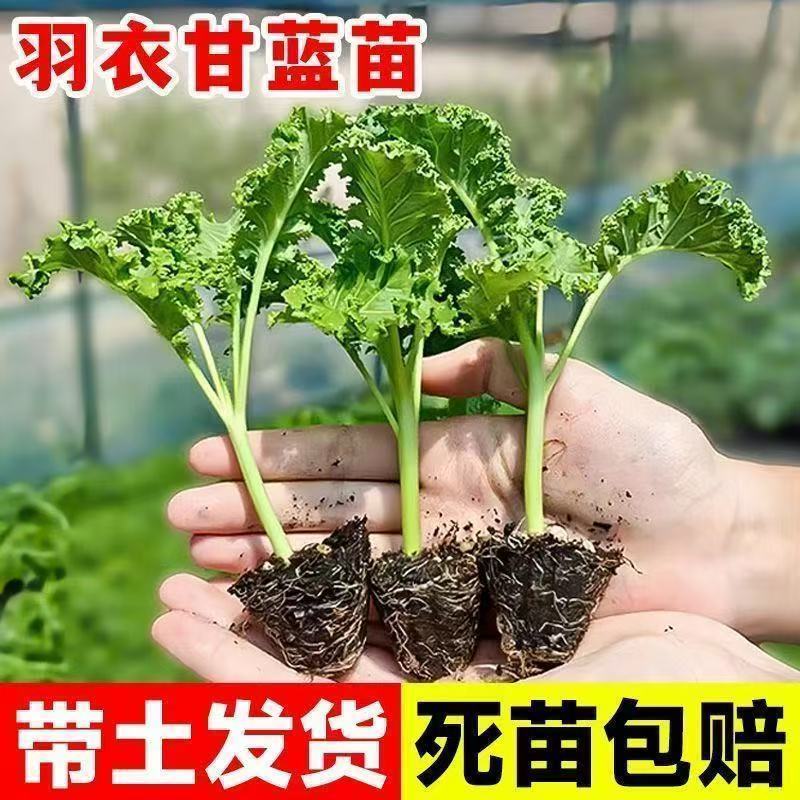 紫雨衣甘蓝苗吗基地直发，不包邮